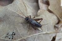 Nemobius sylvestris