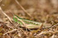 Calephorus compressicornis