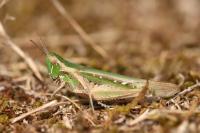 Calephorus compressicornis