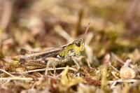 Myrmeleotettix maculatus