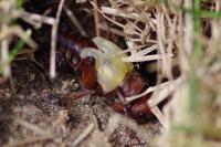Gryllus campestris