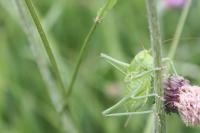 Tettigonia viridissima