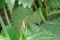 Pholidoptera griseoaptera