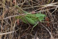 Decticus verrucivorus