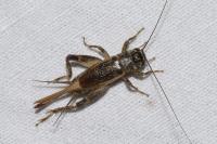 Eumodicogryllus bordigalensis