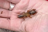 Gryllotalpa gryllotalpa