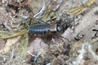 Nemobius sylvestris