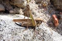 Platycleis albopunctata