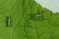 Tettigonia viridissima