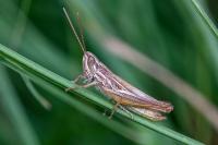 Euchorthippus elegantulus