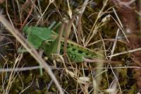 Decticus verrucivorus