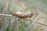 Euchorthippus
