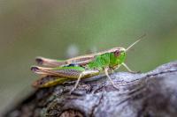 Pseudochorthippus parallelus