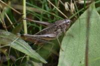 Platycleis albopunctata