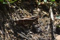 Calliptamus italicus