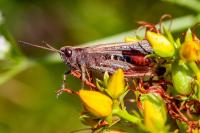 Omocestus rufipes