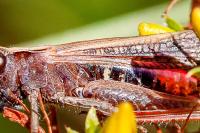 Omocestus rufipes