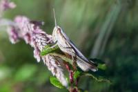 Euchorthippus