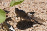 Sphingonotus caerulans