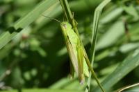 Mecostethus parapleurus