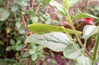 Phaneroptera falcata