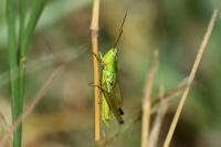 Chrysochraon dispar