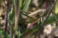 Platycleis albopunctata
