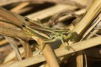 Pseudochorthippus parallelus