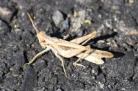 Calephorus compressicornis