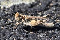 Dociostaurus genei