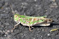Oedaleus decorus
