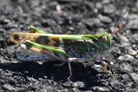 Oedaleus decorus