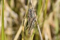 Platycleis albopunctata