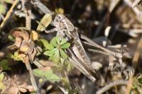 Platycleis albopunctata
