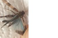Oedipoda caerulescens