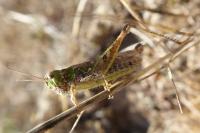Myrmeleotettix maculatus