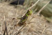 Myrmeleotettix maculatus