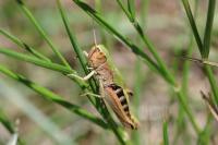 Pseudochorthippus parallelus