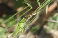 Phaneroptera