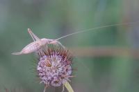 Oecanthus pellucens