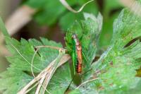 Conocephalus dorsalis
