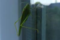 Phaneroptera falcata