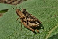 Pezotettix giornae