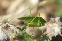 Phaneroptera