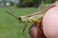 Mecostethus parapleurus