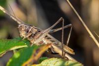 Tessellana tessellata