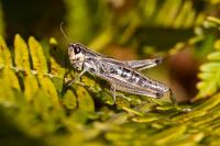 Pseudochorthippus parallelus