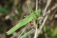 Phaneroptera falcata