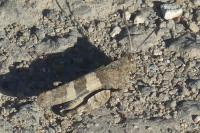 Oedipoda caerulescens