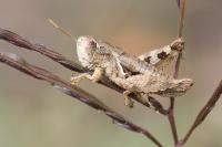 Pezotettix giornae